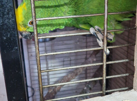 For sale male dna tested Amazon yellow crown for sale