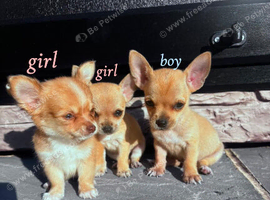 3 beautiful chihuahua puppies for sale