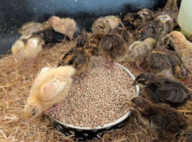 Coturnix Quail chicks