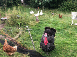 2 Brother Turkeys. Now found their forever home