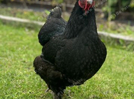 Bantam/Brahma