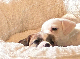 Teddy bear cross Jack Russell pups for sale
