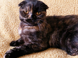 Beautiful Calico fold girl