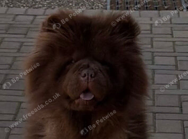 KC chow chow bitch.