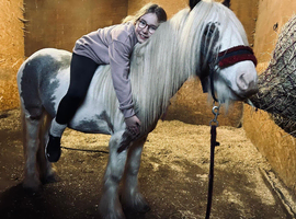Skewbald cob gelding