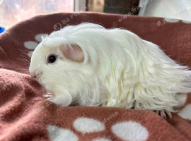 Sheltie and Coronet boy guinea pigs