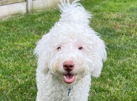 Loving Home Needed Miniature Labradoodle pups
