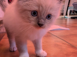 Ragdoll kittens last boy