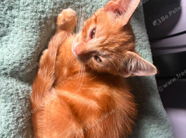 Gorgeous mixed litter kittens.