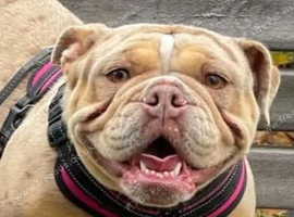 English bulldog kc registered