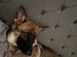 german shepherd X Belgium malinos