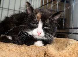 Female kitten 10 weeks old