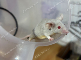 Male mice Available