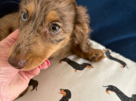 chocolate dapple boy mini long haired dachshund
