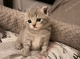 3 kittens for sale