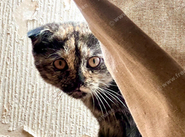 Scottish Fold & Straight Kittens