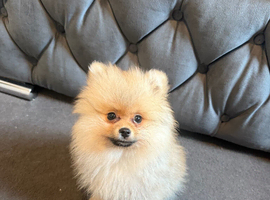 Pomeranian puppy