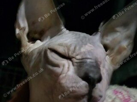 Looking for rescue oriental boy or girl rescue only