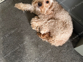 Milo