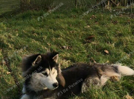 8 year old Husky/Malamute