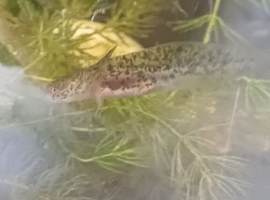 Baby Axolotl