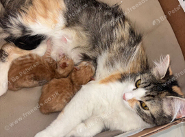 3 half ragdoll babies