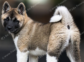 15 week old Akita