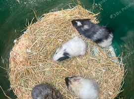 Baby guinea pigs