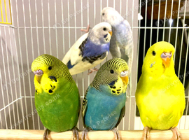 Beautiful Baby Budgies & Cages Various. Mutations
