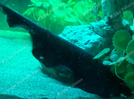 Fish for sale
