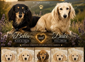 Longhaired miniature dachshunds