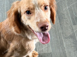 Cocker spaniel