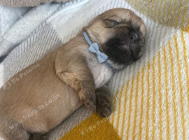 Shih Tzu puppies