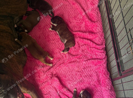 Stunning Kc Boxers Bobtails And Tails