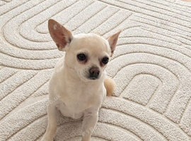 Chihuahua stud