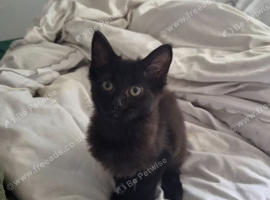 Female kitten