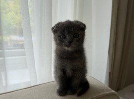 Female scottish fold