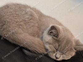 Beautiful BSH female