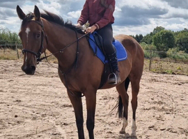 Lovely big gelding