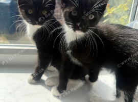 3 tuxedo black and white kittens left! :)