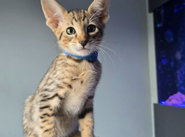 F8 Savannah kittens- TICA Registered