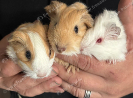 3 x baby guinea pigs for sale &pound;35 each
