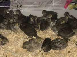 SEXED QUAILS/CHINESE PAINTED BUTTONS !