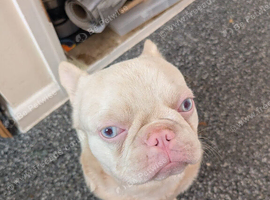 Frenchie x pug albino male