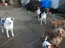 wire hair jack russell wanted NO CROSSES