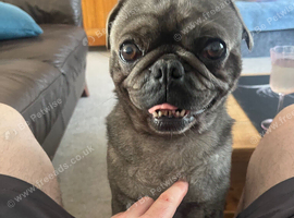 Boris the grey pug