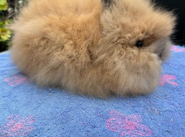 Lionhead Bunnies