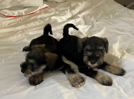 Beautiful Schnauzers puppies