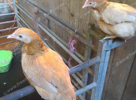 Farmyard Bantams