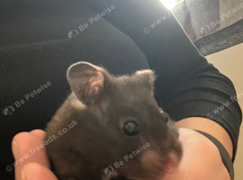 Syrian Hamster